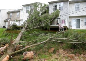 Winds Down Trees